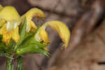 Yellow archangel